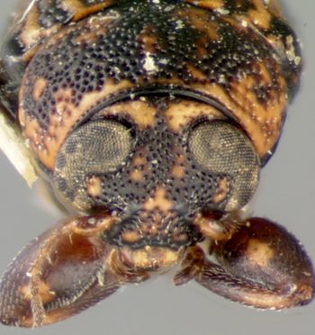 Media type: image;   Entomology 8789 Aspect: head frontal view